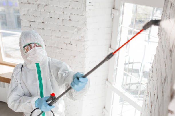 Best Preventive Mold Services in USA